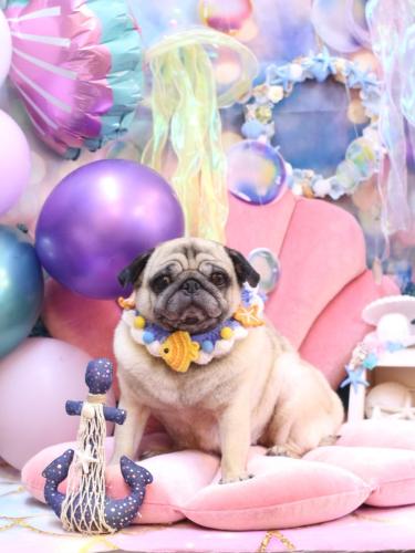 20240828くりこちゃん